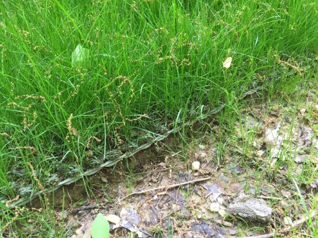 Vegetation growing through InstaTurf